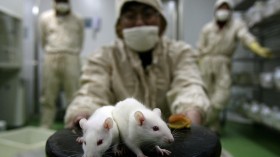 Rats And Mice In A Medical School Laboratory