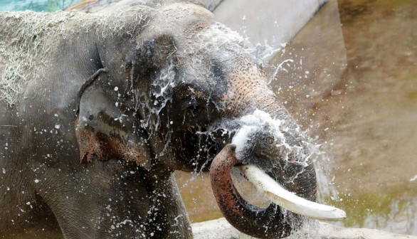 Animals Enjoy Icy Sweets In Hot Seoul