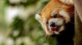 Ravi the Red Panda Escaped Aussie Zoo to Hang Out in a Fig Tree 
