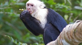 White Faced Capuchin