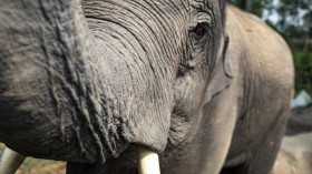 Elephant Stabbed Owner to Death After Being Forced to Work in 89-Degree Heat