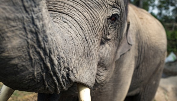 Elephant Stabbed Owner to Death After Being Forced to Work in 89-Degree Heat