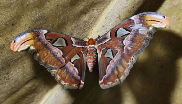 Atlas moth