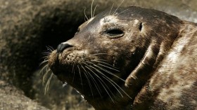 Harbour seal