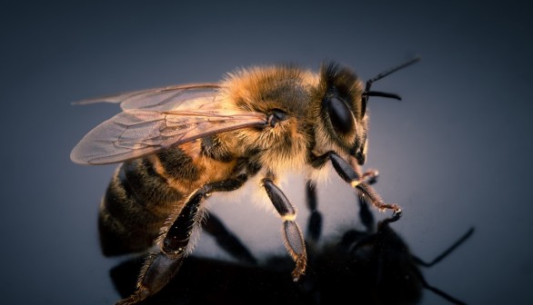 Decline of Bumblebees Might Lead to Demise of Human Race