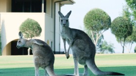Kangaroo Mob Terrorizes Australian Town, 220 Residents Fight Back Wielding Sticks