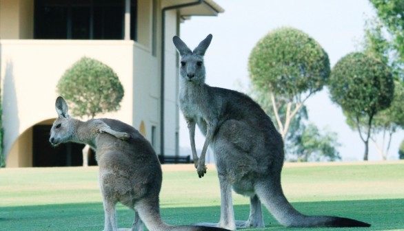 Kangaroo Mob Terrorizes Australian Town, 220 Residents Fight Back Wielding Sticks