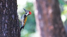 woodpecker