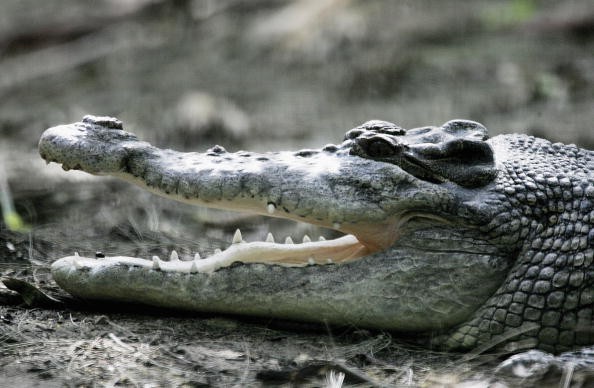 Cane Toads Blamed For Crocodile Deaths