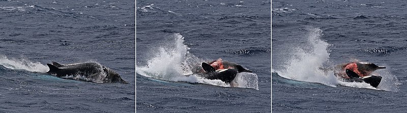 Orca Attack Results in Beached Great White Shark Carcass with Liver