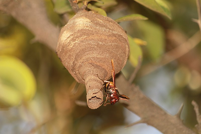 giant chinese hornet nest