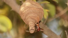 Hornet wasp nest