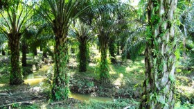 oil palm plantation