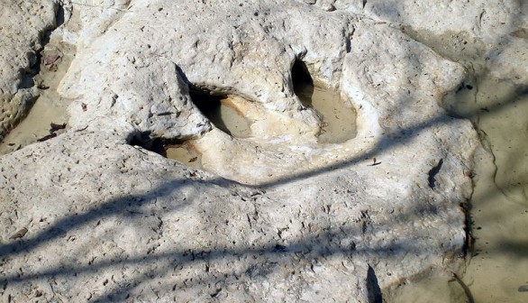 Drying River Reveals Dinosaur Footprints from 113 Million Years Ago
