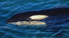 New Zealand Rescuers Work To Reunite Stranded Baby Orca With Pod