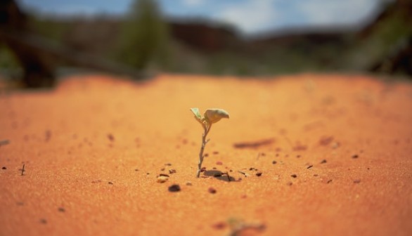 plant on desert