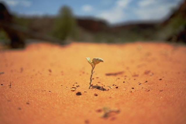 plant on desert
