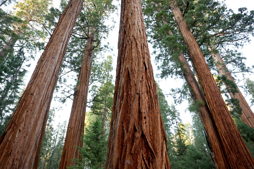 Climate Change Triggered Invasive Insects And Diseases Threatens Dozens   Us Tree Species 