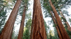 US tree species