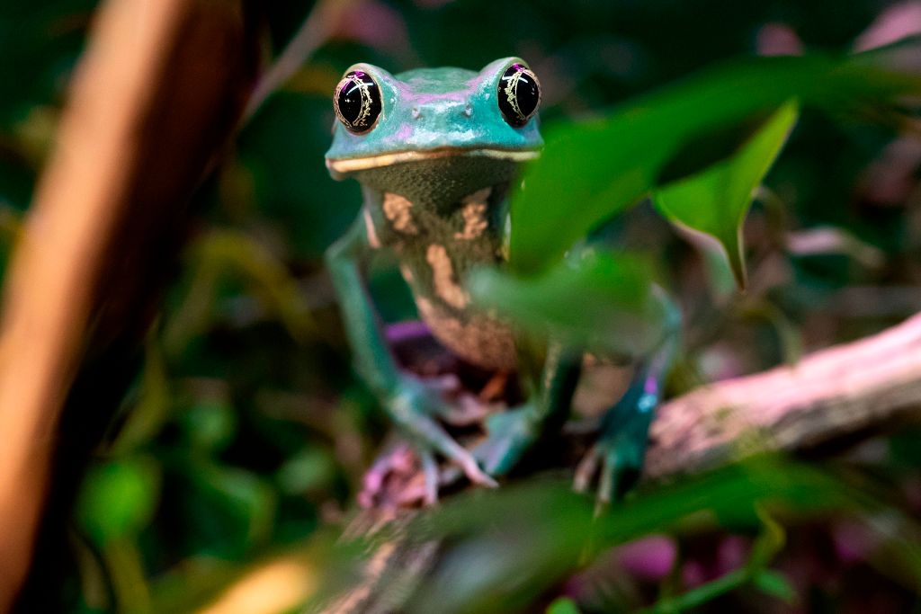 Frogs and Toads: How to Distinguish the World's Largest Group of