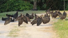 Bird Flu Takes 700 Wild Vultures in Georgia Sanctuary, State Workers Euthanize 30 Other Birds