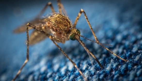 Mosquitoes have Evolved Olfactory System for Hunting Human Scents, Study Reveals