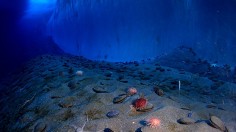 Marine Life on Seafloor Stressed Out by Human Noise Pollution