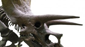 Triceratops