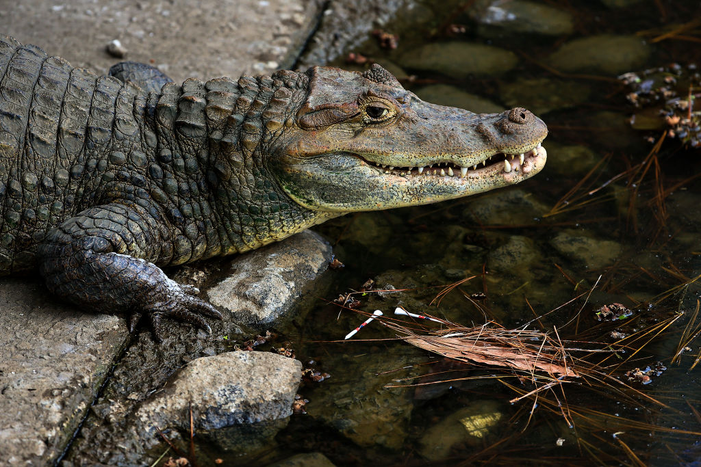 TikTok Star WallyGator the Emotional Support Alligator is Running for  America's Favorite Pet | Nature World News