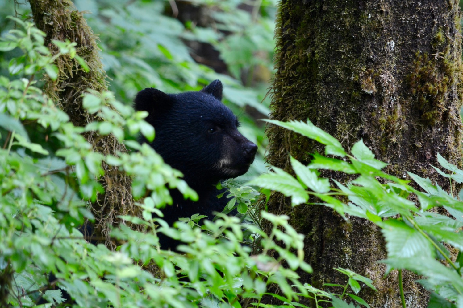 Bear And Cub Euthanized After Vicious Attack On Colorado Woman | Nature ...