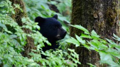 Mexico: Town Locals Torture 4-Month-Old Black Bear Cub to Death