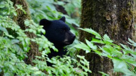 Mexico: Town Locals Torture 4-Month-Old Black Bear Cub to Death