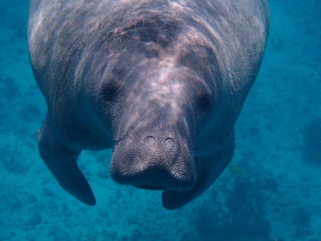 Research Tracks Ancient History of Manatees and Were They Really Come From  | Nature World News