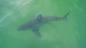 great white shark 'Ping' spotted off Cape Cod