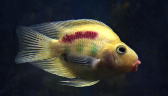 A goldfish decorated with paint in the c