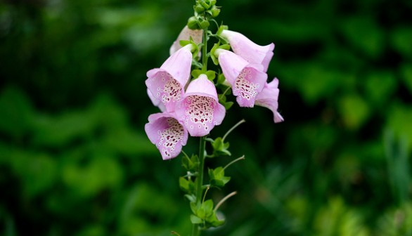 The Gardens Of Mount Grace Priory Are Re-designed In Arts & Crafts Style