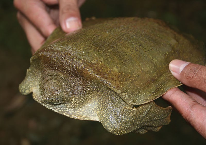 Softshell Turtle (Pelochelys cantorii)