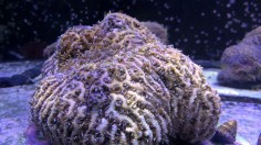 US-ENVIRONMENT-SCIENCE-OCEANOGRAPHY-CORAL-FLORIDA