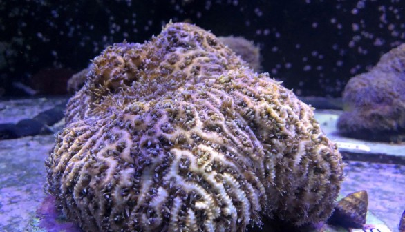 US-ENVIRONMENT-SCIENCE-OCEANOGRAPHY-CORAL-FLORIDA