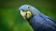 blue macaw