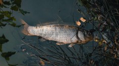 Piles of Dead Fish Removed from River Border between Germany, Poland