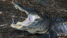 Florida alligator attack