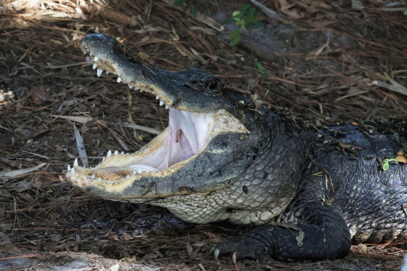 Florida alligator attack