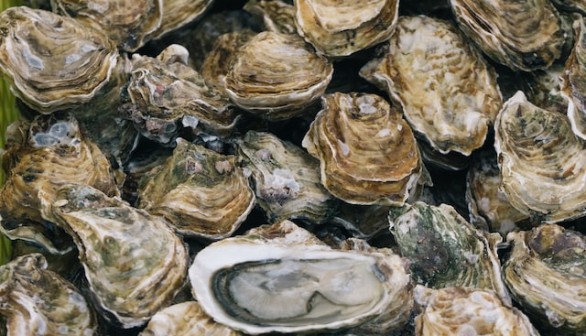 oysters