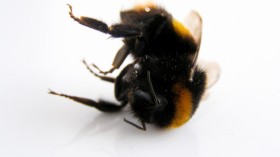 Dying Bumblebees Increase as Early Spring Forces Shortened Hibernation by 35 Days — Study