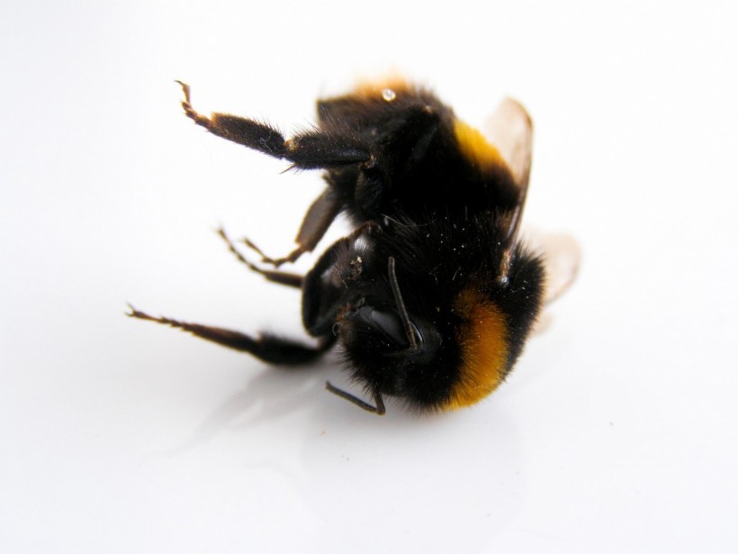 Dying Bumblebees Increase as Early Spring Forces Shortened Hibernation by 35 Days — Study