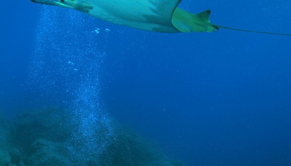 Devil rays