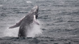 Humpback whale songs