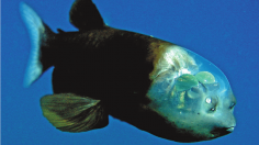Barreleye Fish (Macropinna Microstoma)