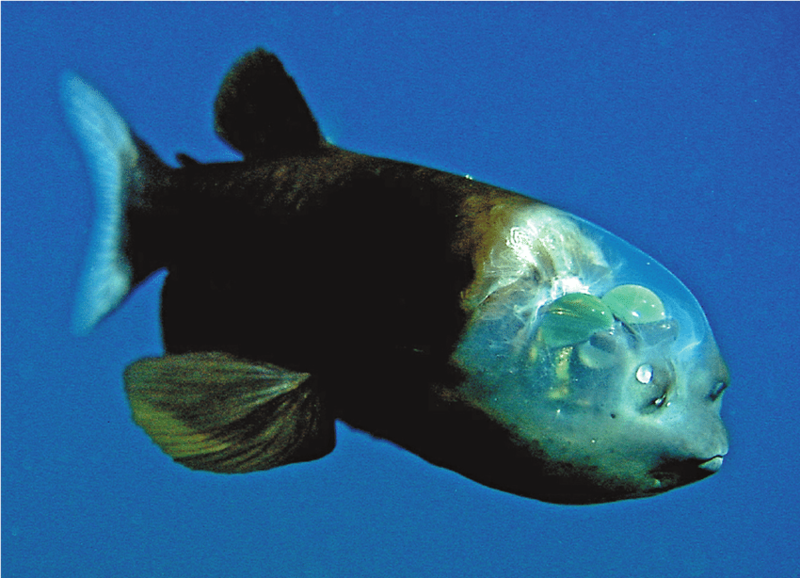 Barreleye Fish (Macropinna Microstoma)